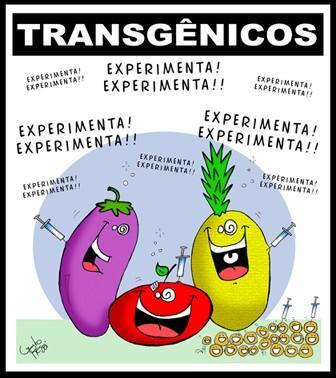 Ecológicos contra transgénico