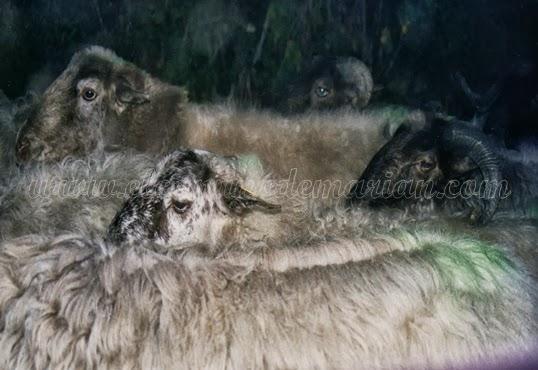 Leyenda de Huesca, el gigante enamorado