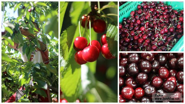 Cocinar con las picotas del Jerte: recorrido por la gastronomía del Valle