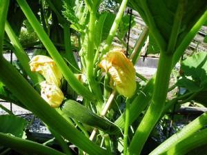 Qué cultivar en Verano? calabacín 300x225 Qué cultivar en Verano?