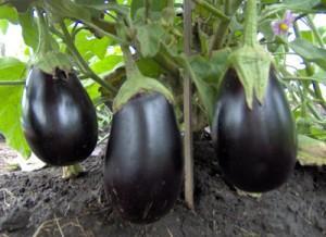 Qué cultivar en Verano? HPIM0117p 300x218 Qué cultivar en Verano?