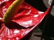 siento, vivo desde alma… (iv)