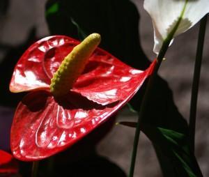 LO SIENTO, VIVO DESDE EL ALMA… (IV)