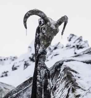 POESÍA: FIESTAS CON EL CHIVO ANCESTRAL