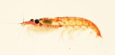 aceite de krill fuente de antioxidantes y grasas saludables