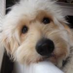 cortar el pelo al perro en verano