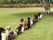 ¡Sondemos nuestros perros!