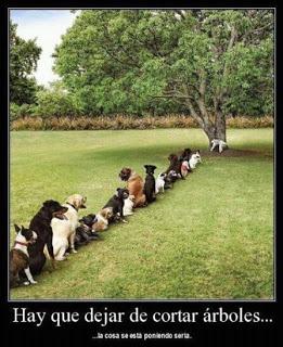 ¡Sondemos a nuestros perros!