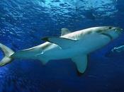 tiburones blancos engordan antes larga migración