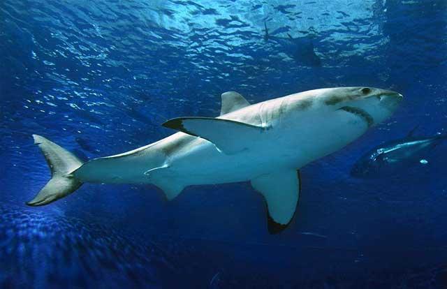 tiburón blanco (Carcharodon carcharias)