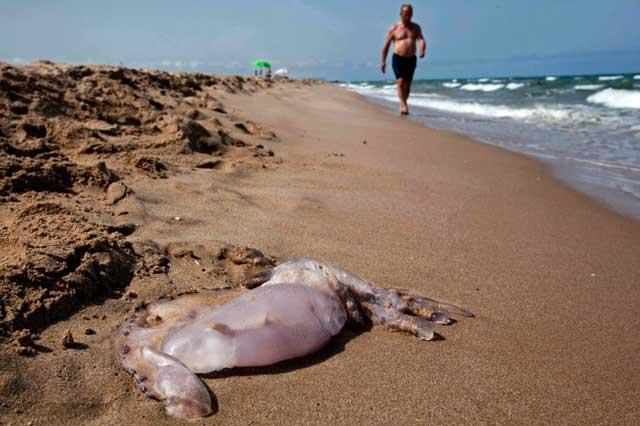 medusa Pelagica notiluca en una playa