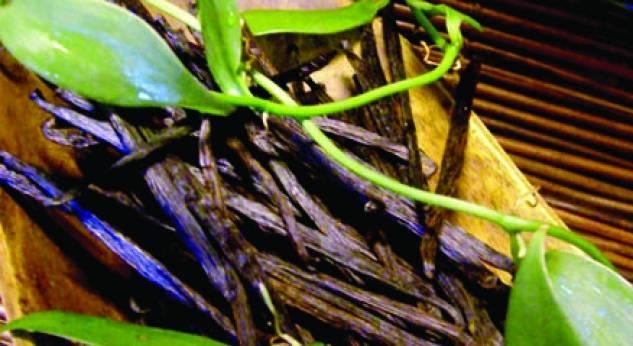 La poderosa vainilla