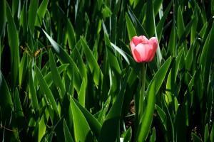 LO SIENTO, VIVO DESDE EL ALMA… (V)