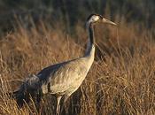 Gallocanta- paraíso grullas