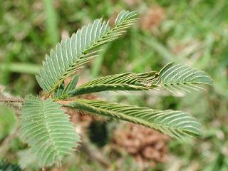 MIMOSA VERGONZOSA