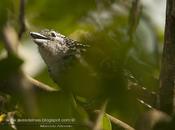 Batará goteado (Spot-backed Antshrike) Hypoedaleus guttatus