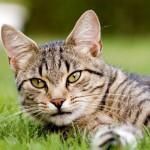 Estimulantes de apetito para gatos