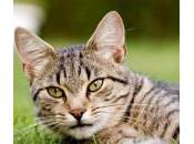 Estimulantes apetito para gatos