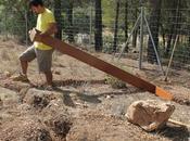 Gallos, Gallinas Gallinero