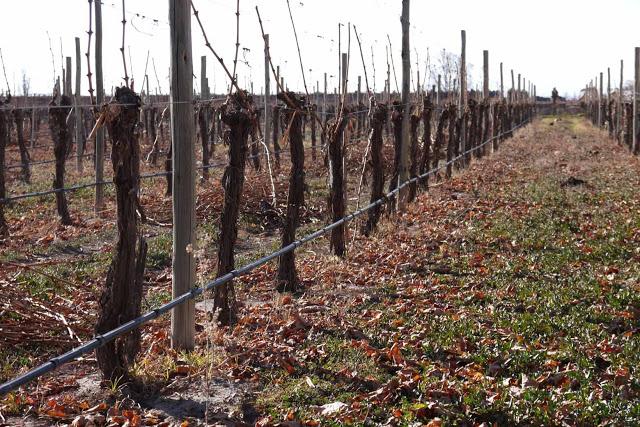 Postales de un viaje inolvidable por el Valle de Uco