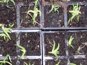 Cómo propagar alfombra flores