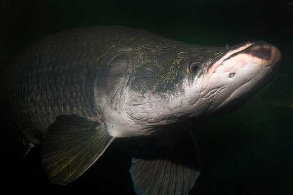 pez arapaima
