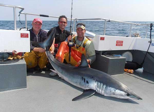 tiburón mako capturado en Gales