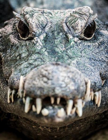 Lo españoles incapaces de reaccionar que os den por el culo