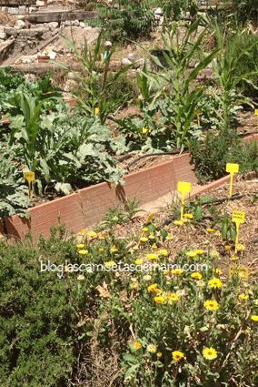 huerto urbano Sábado de sensaciones 3