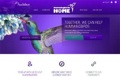 Colibries en el hogar ciencia ciudadana Hummingbirds at Home: Colibríes en el hogar