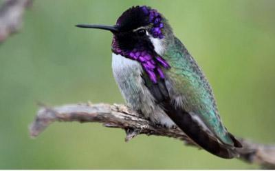 Colibri en rama ciencia ciudadana Hummingbirds at Home: Colibríes en el hogar