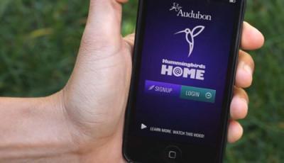 App Hummingbirds at Home ciencia ciudadana Hummingbirds at Home: Colibríes en el hogar