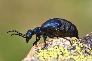 Para ampliar Meloe violaceus (Marsham, 1802) Carraleja, escarabajo aceitero hacer clic