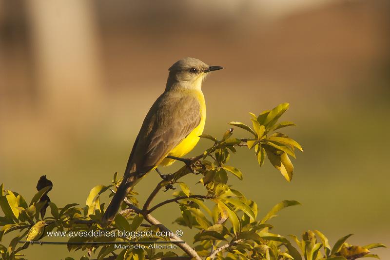 Picabuey (Cattle Tyrant) Machetornis rixosa