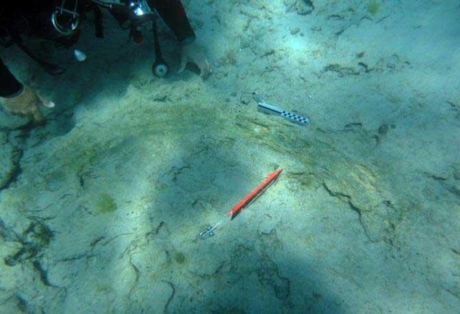 colmillo fosilizado de elefante encontrado en Sicilia