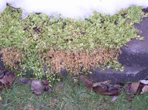 Aislar plantas de la nieve