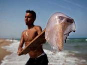 Medusas problema global (Parte final)