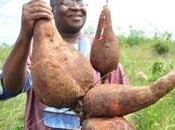 base vida: Yuca