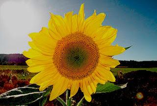 SEAT y Volkswagen utilizaran energías renovables en sus plantas