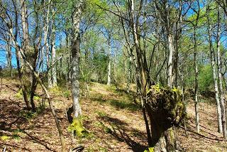 De Ceceda a La Coroña de Castru