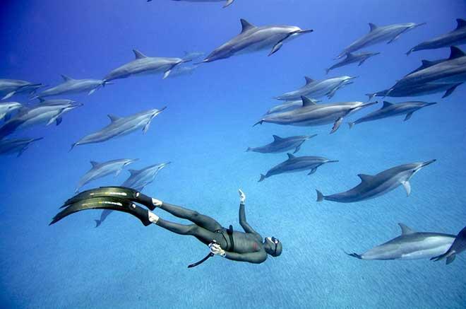 buceo libre con delfines