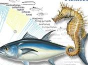 Sorprendente: Atún caballito primos hermanos