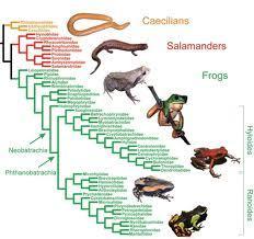 Los nombres de los seres vivos, el problema de la designación