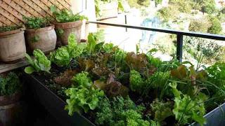 CÓMO SEMBRAR SEMILLAS DE CALABACÍN