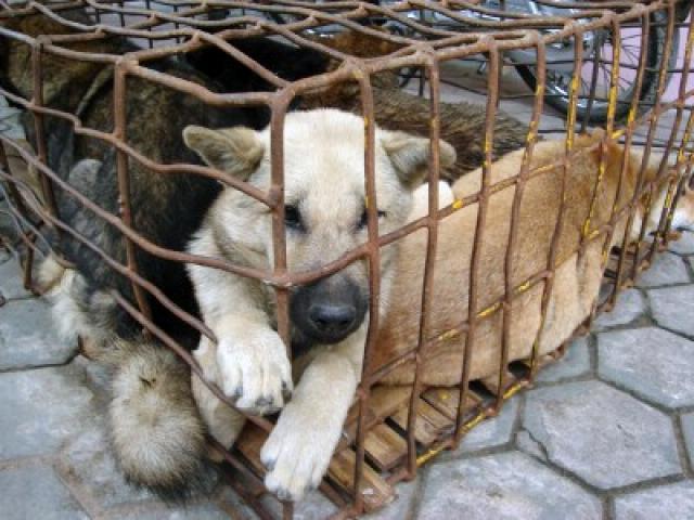La cruda realidad de los mataderos de perros en China.