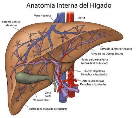 Vitaminas que mejoran el funcionamiento del higado higado