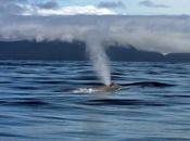 búsqueda ballena solitaria mundo