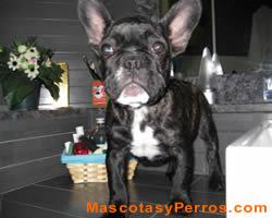 Fotos de perros bulldog frances