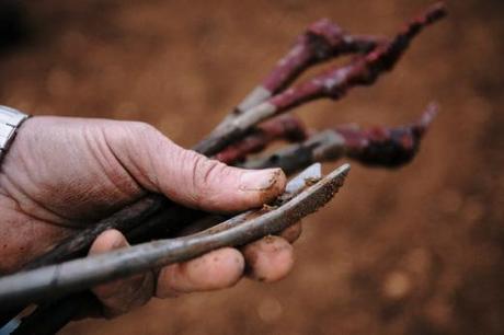 Con las manos en la tierra Plantation au Domaine Coffinet-Duvernay