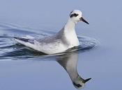 Falaropo picogrueso Phalaropus fulicarius